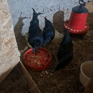 Ayam Cemani tinerit familie - imagine 2