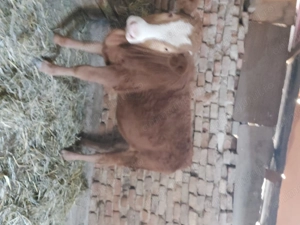 Vând vitea de 9  luni   preț 4500de lei pret fix  - imagine 2