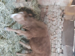 Vând vitea de 9  luni   preț 4500de lei pret fix  - imagine 3