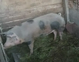 Vînd porci. - imagine 2