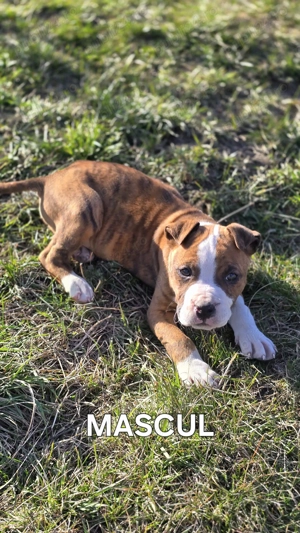 Amstaff disponibil 12 săptămâni  - imagine 4