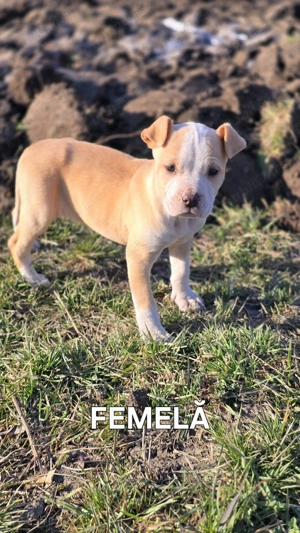 Amstaff disponibil 12 săptămâni  - imagine 2