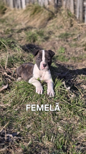 Amstaff disponibil 12 săptămâni  - imagine 3
