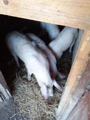 vind porci 2scrofe marile alb tinute cu ceriale  - imagine 2