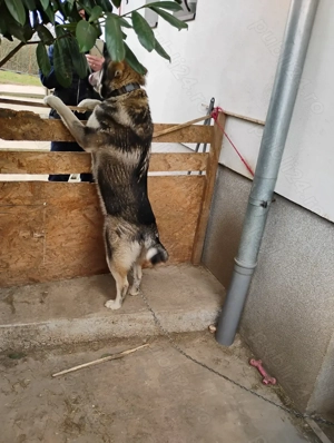 Donez metis Husky - Labrador, 1 an, carnet de sănătate  - imagine 3