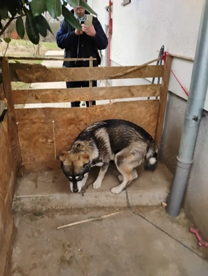 Donez metis Husky - Labrador, 1 an, carnet de sănătate  - imagine 2