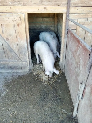 vind porci 2scrofe marile alb tinute cu ceriale  - imagine 3