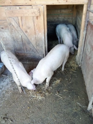 vind porci 2scrofe marile alb tinute cu ceriale  - imagine 4