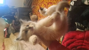 Pisici siameze de rasa  - imagine 2