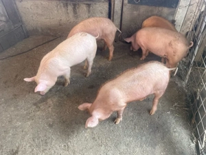 vand soldani  - imagine 2