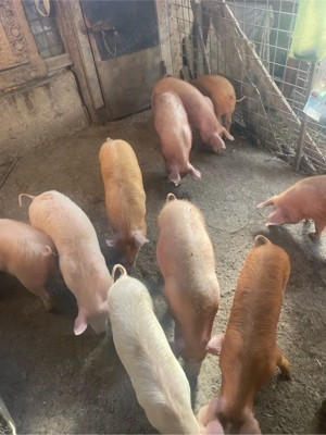 vand soldani  - imagine 4