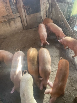 vand soldani  - imagine 5