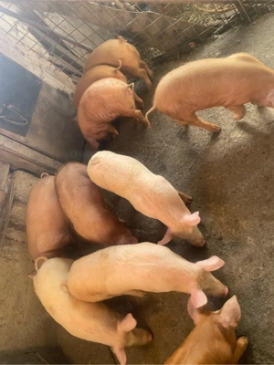 vand soldani  - imagine 3