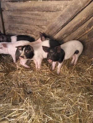 Purcei de vânzare 7 săptămâni 