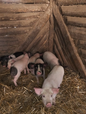 Purcei de vânzare 7 săptămâni  - imagine 2