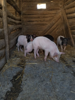 Purcei de vânzare 7 săptămâni  - imagine 3