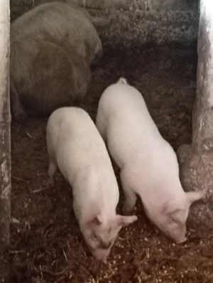 Vând Purceii . - imagine 2