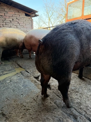 porci mari de carne  - imagine 3