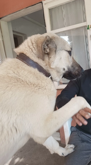 Kangal de vanzare - imagine 4