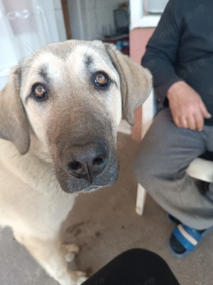 Kangal de vanzare - imagine 2