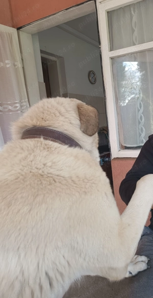 Kangal de vanzare - imagine 5