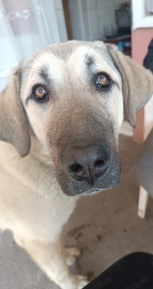 Kangal de vanzare