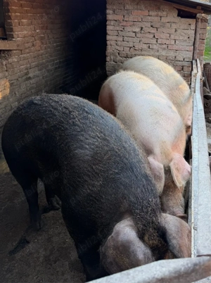 porci mari de carne  - imagine 2