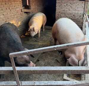 porci mari de carne  - imagine 4