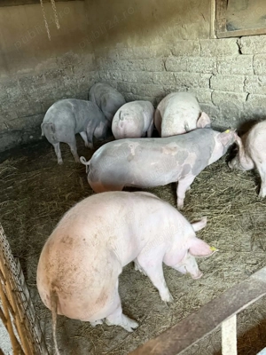 Scrofite cu greutate pana la 90 kg - imagine 2