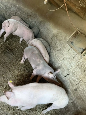 Scrofite cu greutate pana la 90 kg - imagine 3