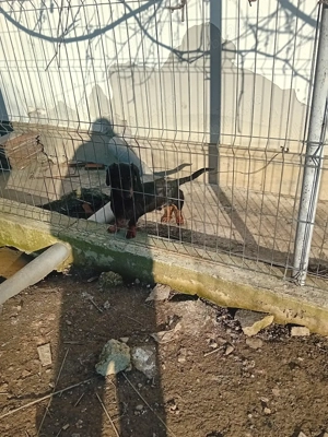 Vind mascul teckel - imagine 2