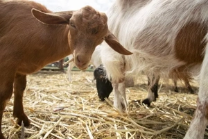 Vand 2 capre si 2 iezi  - imagine 2