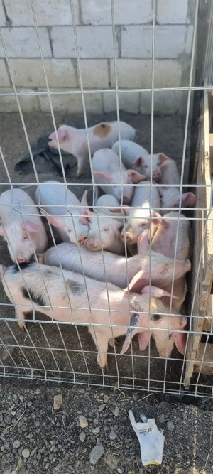 vând purcei - imagine 3