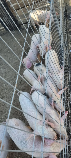 vând purcei - imagine 2