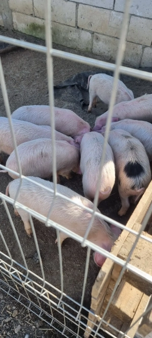 vând purcei - imagine 4