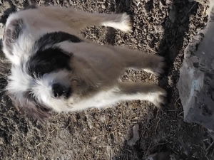 Câine ciobănesc 4 luni - imagine 2