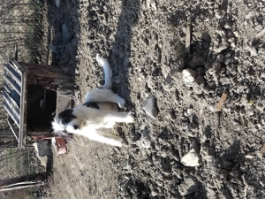 Câine ciobănesc 4 luni