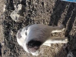 Câine ciobănesc 4 luni - imagine 5