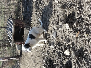 Câine ciobănesc 4 luni - imagine 3