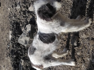 Câine ciobănesc 4 luni - imagine 4