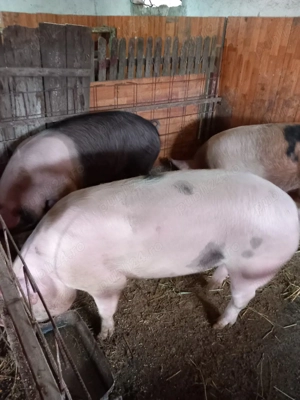 vand porci 110 130 kg - imagine 2