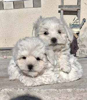 bichon maltez Dâmbovița  - imagine 3