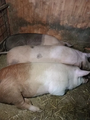 vand porci 110 130 kg