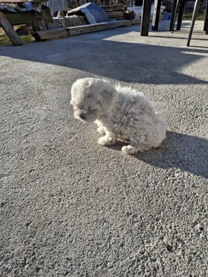bichon maltez Dâmbovița  - imagine 4
