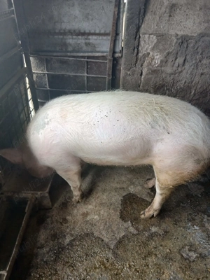 Vând porc crescut natural - imagine 5