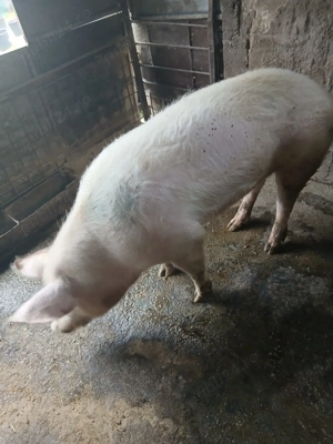 Vând porc crescut natural - imagine 3