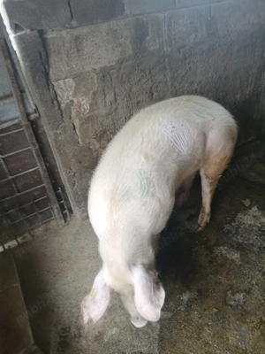 Vând porc crescut natural - imagine 4