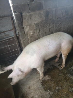 Vând porc crescut natural - imagine 2