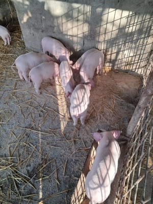 Purcei landrace de vinzare - imagine 2