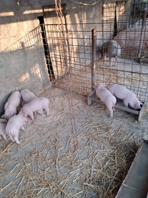 Purcei landrace de vinzare - imagine 3